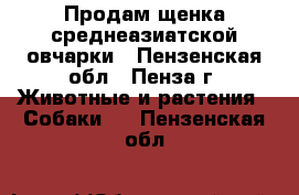 Продам щенка среднеазиатской овчарки - Пензенская обл., Пенза г. Животные и растения » Собаки   . Пензенская обл.